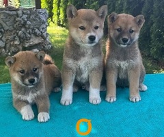 Shiba inu (šiba inu) štenci 