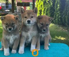 Shiba inu (šiba inu) štenci 