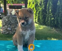 Shiba inu (šiba inu) štenci 