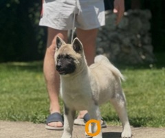 Američka akita