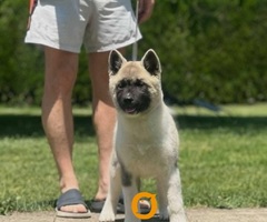 Američka akita