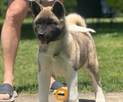 Američka akita