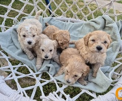 Maltipoo štenci