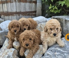 Maltipoo štenci