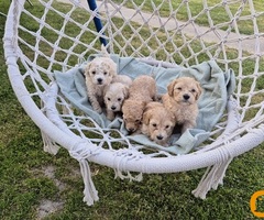 Maltipoo štenci