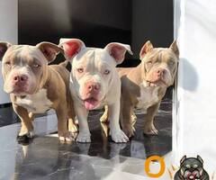 American bully, ženski štenci