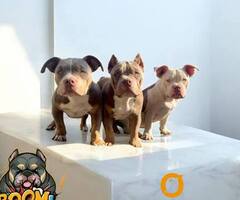 American bully, ženski štenci