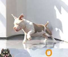 American bully, ženski štenci