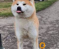 Akita Inu, ženka Aiko na poklon
