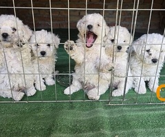 Predivni čistokrvni štenci kovrdžavog bišona - bichon frise