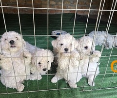 Predivni čistokrvni štenci kovrdžavog bišona - bichon frise