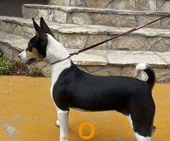 Prelepi BASENJI štenci