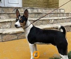 Prelepi BASENJI štenci