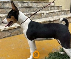 Prelepi BASENJI štenci