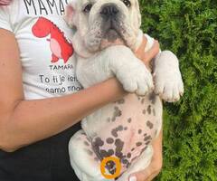 Engleski buldog, muško štene
