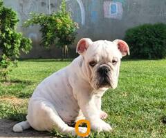 Engleski buldog, muško štene
