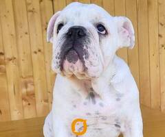 Engleski buldog, muško štene