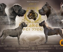 Cane corso štenci