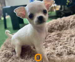 Čivava štenad prelepa  Chihuahua apple head
