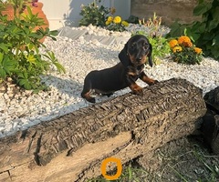 Jazavičari kratkodlaki kunićari
