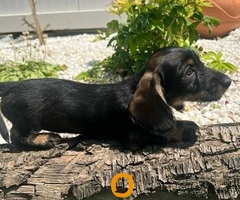 Jazavičar oštrodlaki, štenci