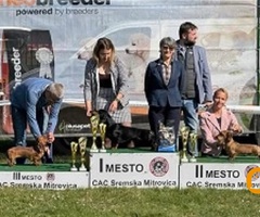 Jazavičar oštrodlaki, štenci