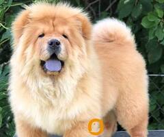 Chow Chow / Čau Čau štenci