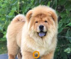 Chow Chow / Čau Čau štenci