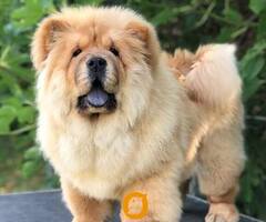 Chow Chow / Čau Čau štenci