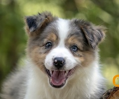 Border koli - Border collie, štenad