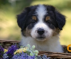 Border koli - Border collie, štenad