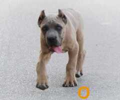 Cane Corso vrhunski štenci