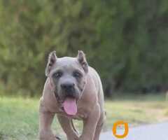 Cane Corso vrhunski štenci