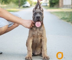 Cane Corso vrhunski štenci