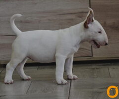 BULL TERRIJERI