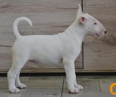 BULL TERRIJERI