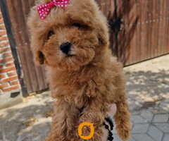 TOY PUDLE