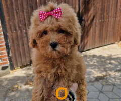 TOY PUDLE