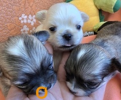 Čivava, prelepi mini štenci