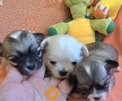 Čivava, prelepi mini štenci