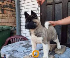 Američka Akita, žensko štene