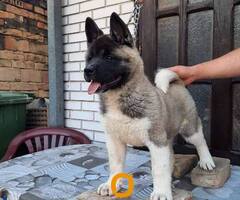 Američka Akita, žensko štene