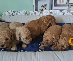 Pudle patuljaste i toy, prelepi štenci