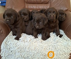 Labrador retriver štenci braon boje