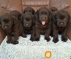 Labrador retriver štenci braon boje