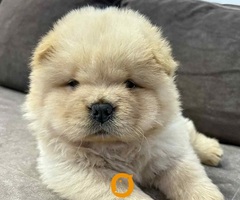 Čistokrvni CHOW-CHOW štenci