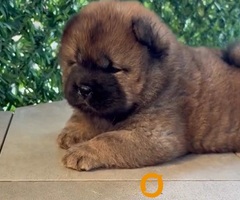 Čistokrvni CHOW-CHOW štenci