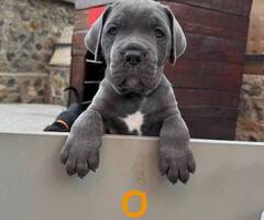 Cane Corso štenci