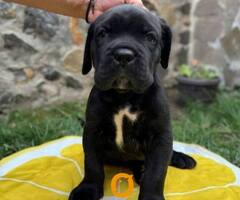 Cane Corso štenci