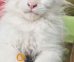 Maine Coon mačići